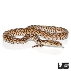 Baby Bull Snake for Sale - Underground Reptiles