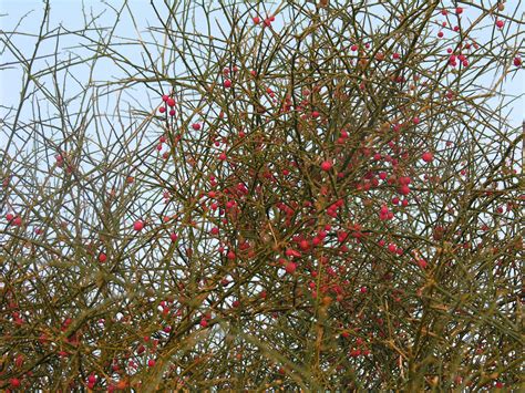 Capparis decidua - Plant Biodiversity of South-Western Morocco