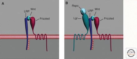 Wnt Signaling, Stem Cells, and Cancer of the Gastrointestinal Tract