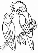 Parrot Coloring Pages sketch template