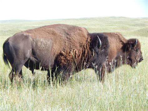 Nebraska Sandhill's Bison