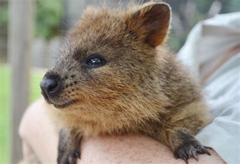 Native Australian Wildlife at Sydney's Taronga Zoo