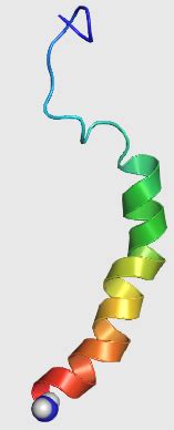 Neuropeptide Y - Wikiwand articles