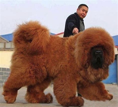 Dogo del Tibet - Conoce a los perros más grandes del mundo ...