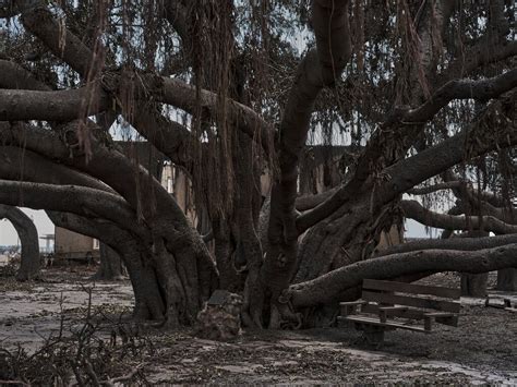 Lahaina’s Burned Banyan Tree Grows Leaves, After Maui Fires - The New ...