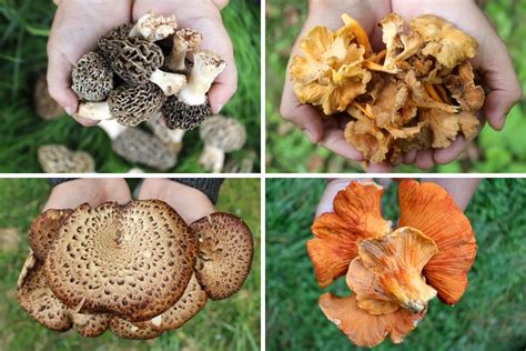 13+ Edible Wild Mushrooms for Beginners