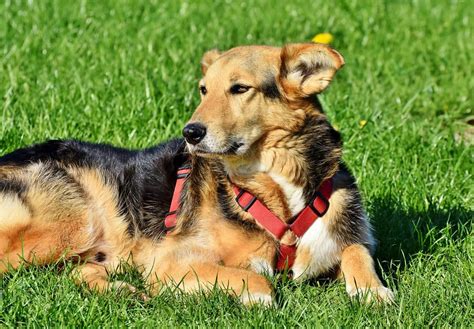 Do Mixed Breed Dogs Have an Advantage Over Purebred Dogs? | PetCareRx