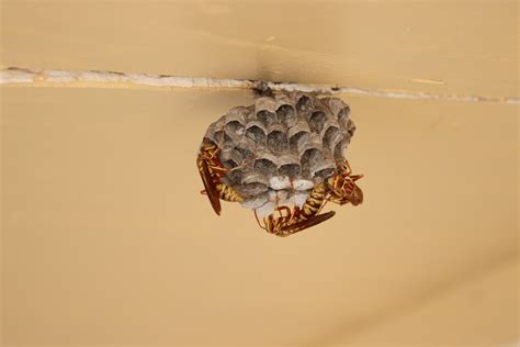 Paper Wasp Guide | Wasp Expert