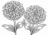 Zinnia Flower Coloring Pages Free Sketch Page sketch template