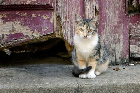 Should You Care for Your Neighborhood Feral Cat Colony? - Catster