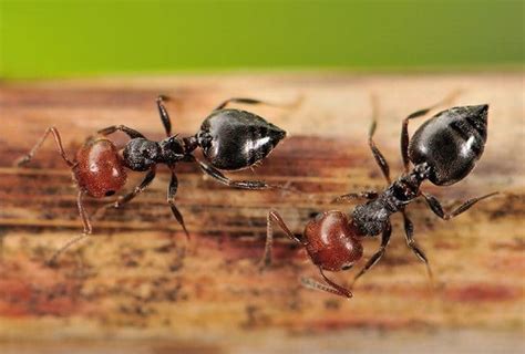 Spencer Pest Services – Pest Control and Exterminator ServicesAcrobat ants control services ...