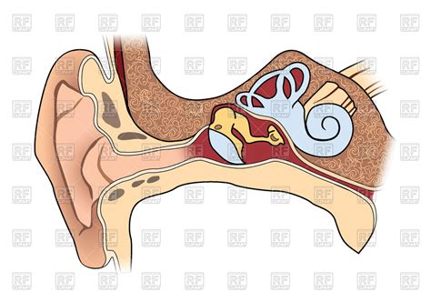 human ear clipart 10 free Cliparts | Download images on Clipground 2024