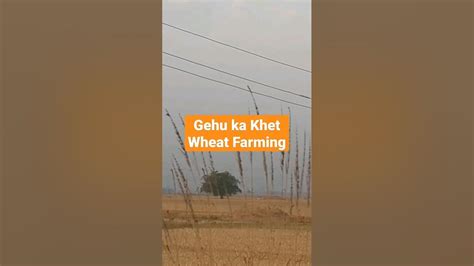 Gehu ka Khet | Wheat Farms | Farming | India Wheat Farming | Deep Relax ...