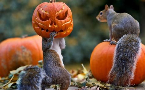 Squirrel Autumn Wallpapers - Wallpaper Cave