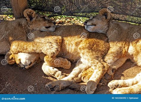 Lion cubs stock photo. Image of african, feline, africa - 165336592