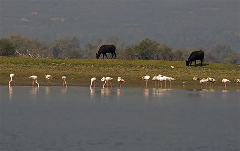 17 Best images about NATURE MACEDONIA - Fauna, Flora and all other ...