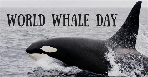 World Whale Day - February 2023 - I Love Veterinary