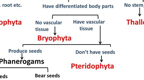 Kingdom Plantae Diagram