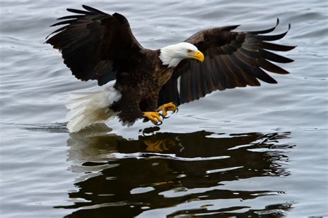 Bald Eagle Reflections in the Water | Follow me here, too! G… | Flickr