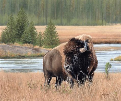 American Bison Painting by Rachel Stribbling - Pixels