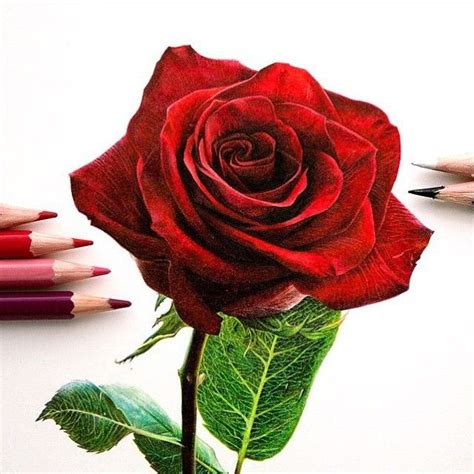 Rose art by @danstirling | Realistic rose drawing, Realistic flower ...