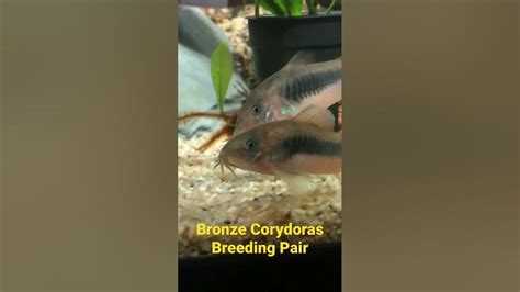 Bronze Corydoras (Breeding Pair) #corydoras #aquarium #aquariumhobby #aquariumplants # ...