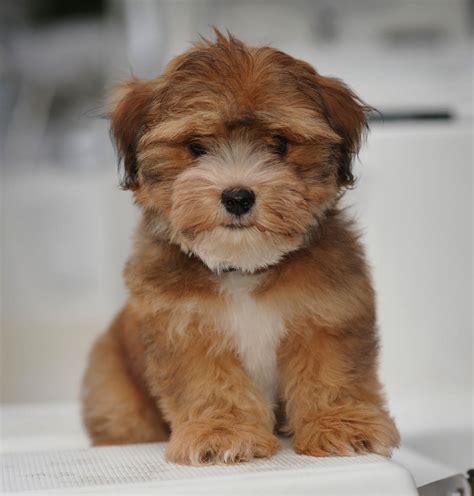 Our Havanese | Puppies, Havanese puppies, Havanese dogs