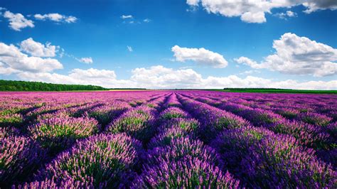 Pictures Of Lavender Fields In France - bmp-box