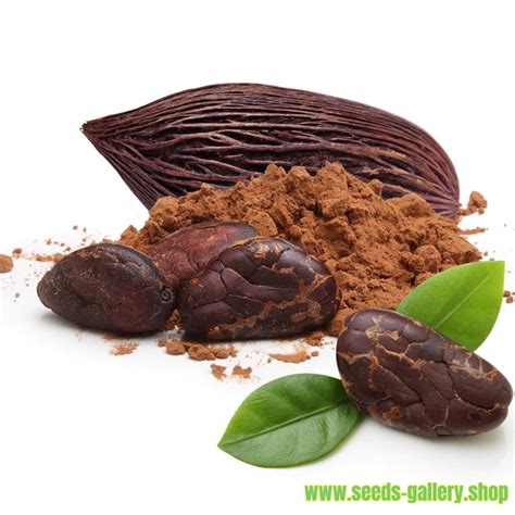 Cacao Tree Seeds (Theobroma cacao) - Price €4.00