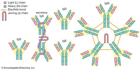 Antibody | Definition, Structure, Function, & Types | Britannica