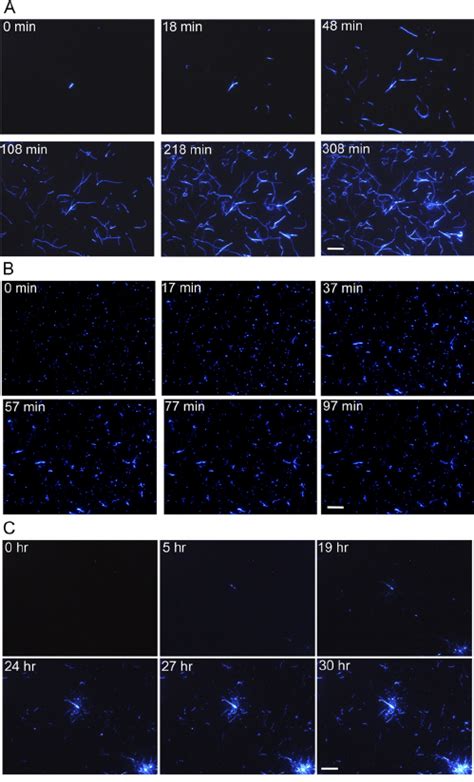 Distinguishing amyloid fibrils from other aggregates by dou-... | Download Scientific Diagram