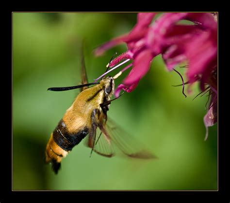 Hummingbird Bee #2 ? | Not sure what this is. I've been told… | Flickr