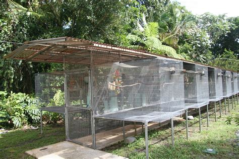 Things to Consider When Building an Outdoor Bird Aviary