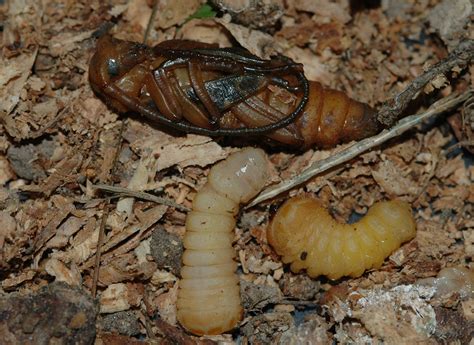 Locust Borer | Megacyllene robinae. Cerambycidae. Larvae and… | Flickr