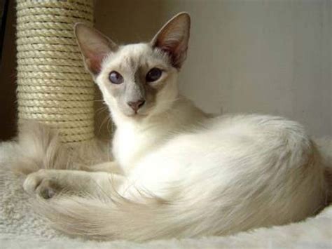 Cat Breeds Pictures Information