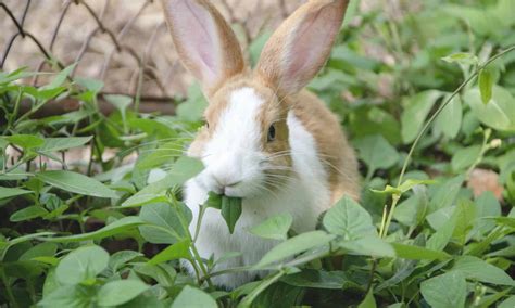 How to Stop Rabbits From Eating Your Plants and Flowers - A-Z Animals