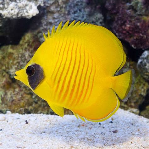 Golden Butterflyfish 10cm (Red Sea) - Sydney Discus World Aquariums Products