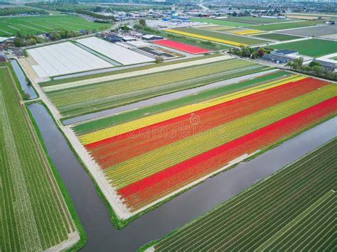 Aerial Drone View of Blooming Tulip Fields in Netherlands Stock Image ...