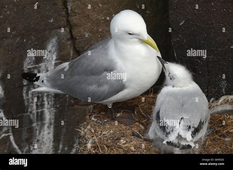 Seagull nest in northern Iceland Stock Photo - Alamy