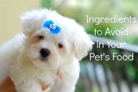 Choose Another Pet Food if Yours Has These Ingredients | The Healthy ...