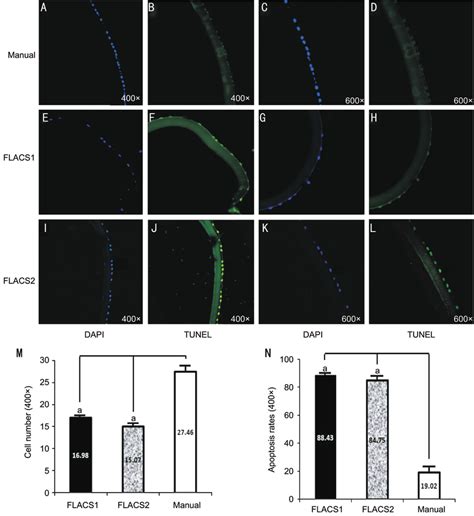 Apoptosis analysis by TUNEL staining Apoptosis cell was rarely found in... | Download Scientific ...