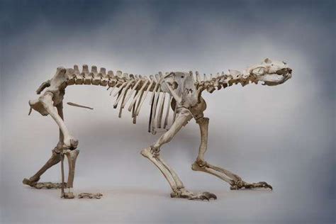 Now on Display: An Ice-Age Polar Bear Skeleton Found in a Laundry Room ...