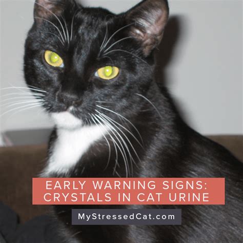 Crystals in Cat Urine: How to Spot Early Warning Signs