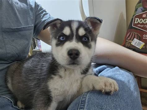 6 gorgeous Husky puppies for sale in San Antonio - Puppies for Sale Near Me