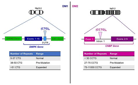 Epigenetics of Myotonic Dystrophies: A Minireview