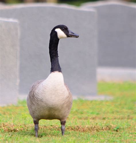 Dina's City Wildlife Adventures: Canadian geese by work