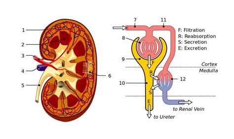 Tubular Secretion - Definition, Explanation and Quiz | Biology Dictionary