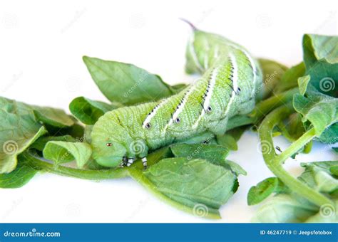 Close Up Green Caterpillar Eating Tomato Leaves on Isolated Whit Stock Image - Image of beneath ...