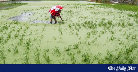 Incessant rain floods new areas in Khulna, devastates Aman paddy fields ...