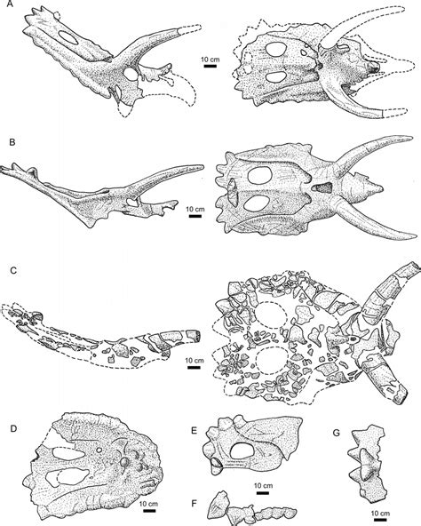 Anchiceratops Skull